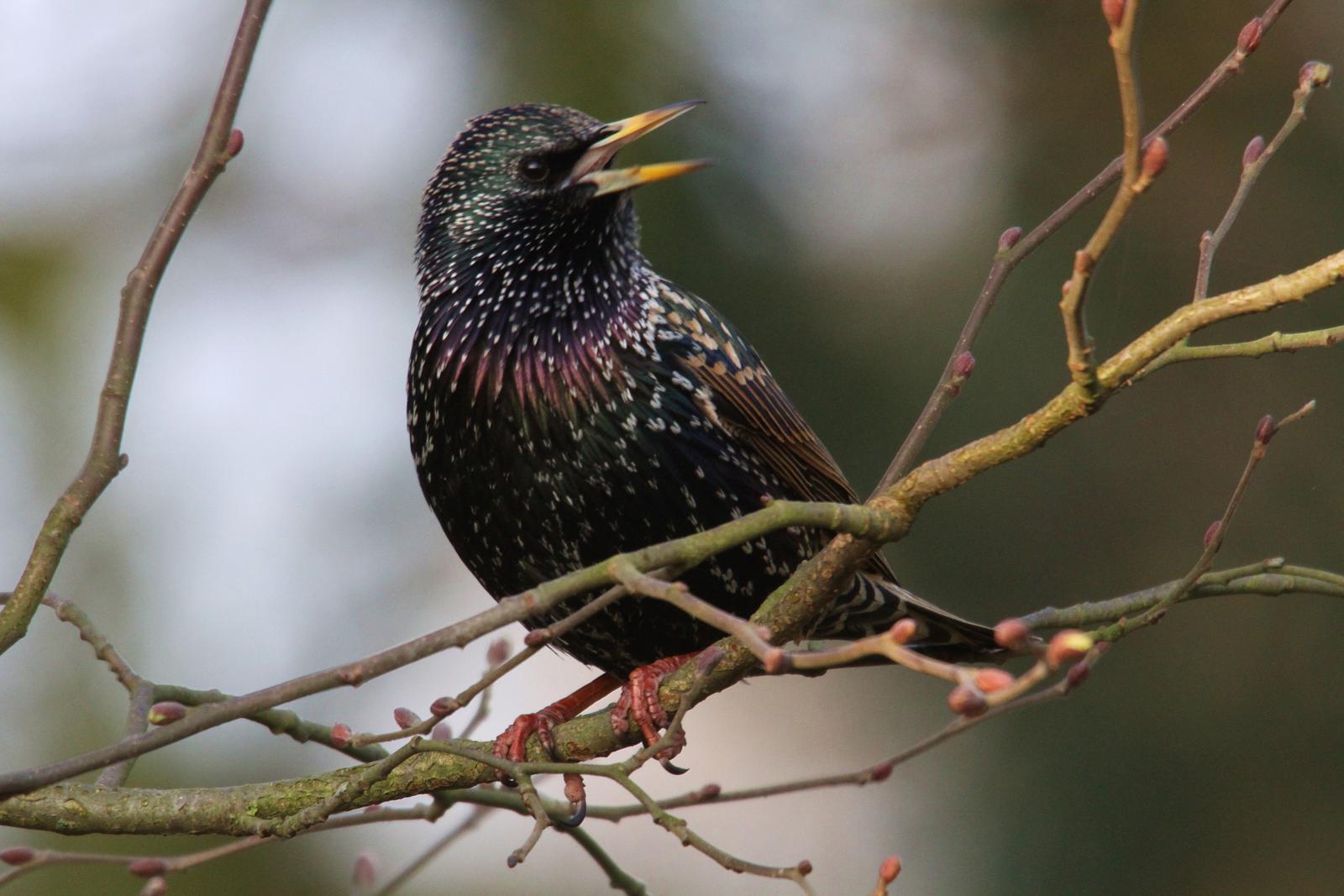 star-beim-morgengesang_1600x106751e3cc4971b3e