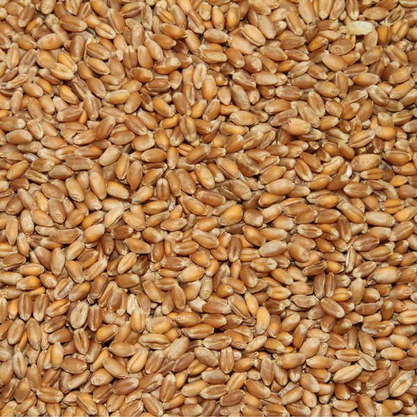 Speise-Weizen 2,5 kg