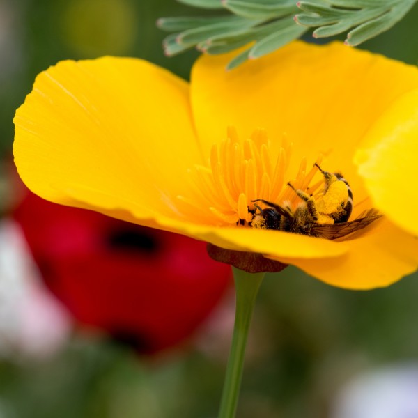 BM 200 Blühmischung Rosali - bunte Blumenmischung - einjährig 1 kg