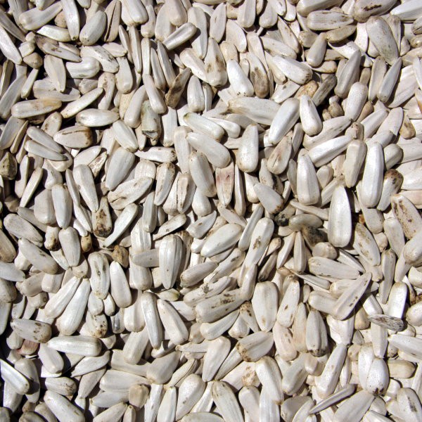 Weiße Sonnenblumenkerne 'Kenia medium' 2,5 kg (mit Schale) ERNTE 2020