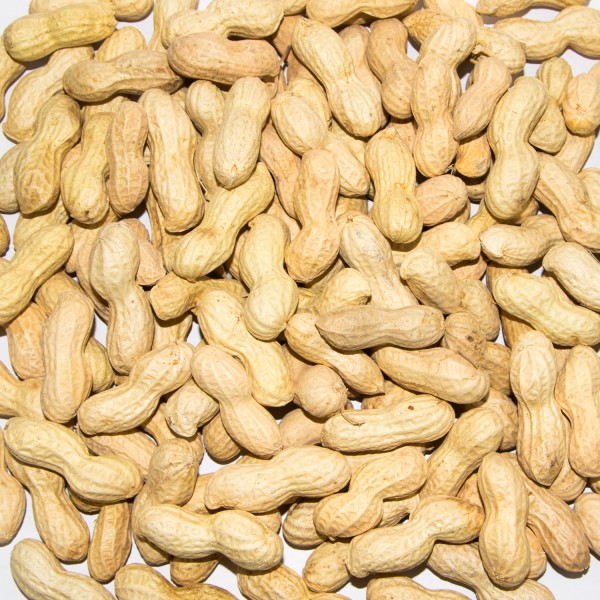 Paul's Mühle Erdnüsse mit Schale für Futterzwecke 2 x 10 kg
