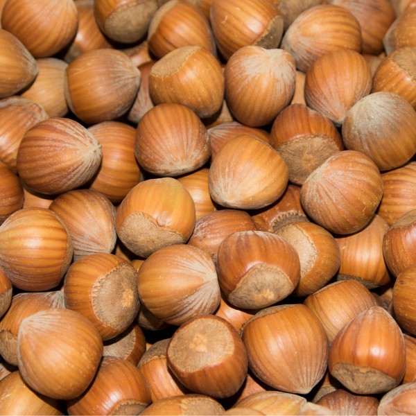 Haselnüsse Super Premium 2,5 kg Neue Ernte 2020!