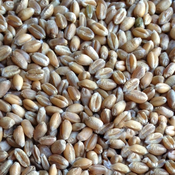 Davert Bioland BIO Weizen 25 kg